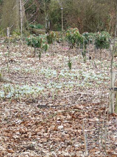 dunhammassey (04)